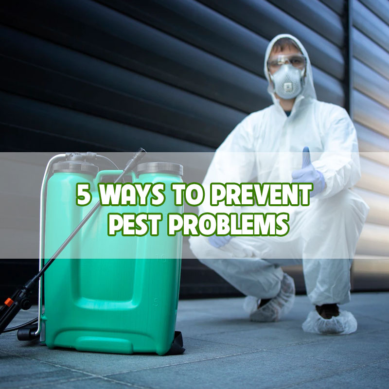 5-ways-to-prevent-pest-problems-thumbnail 5-ways-to-prevent-pest-problems-thumbnail