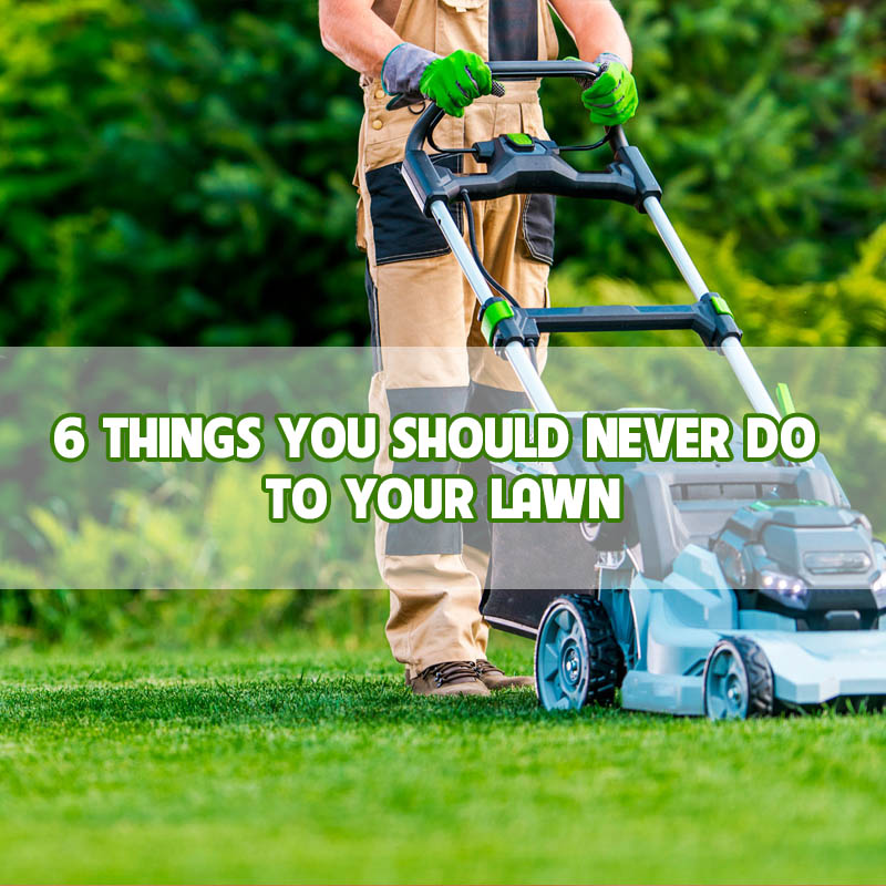 6-things-you-should-never-do-to-your-lawn-thumbnail 6-things-you-should-never-do-to-your-lawn-thumbnail