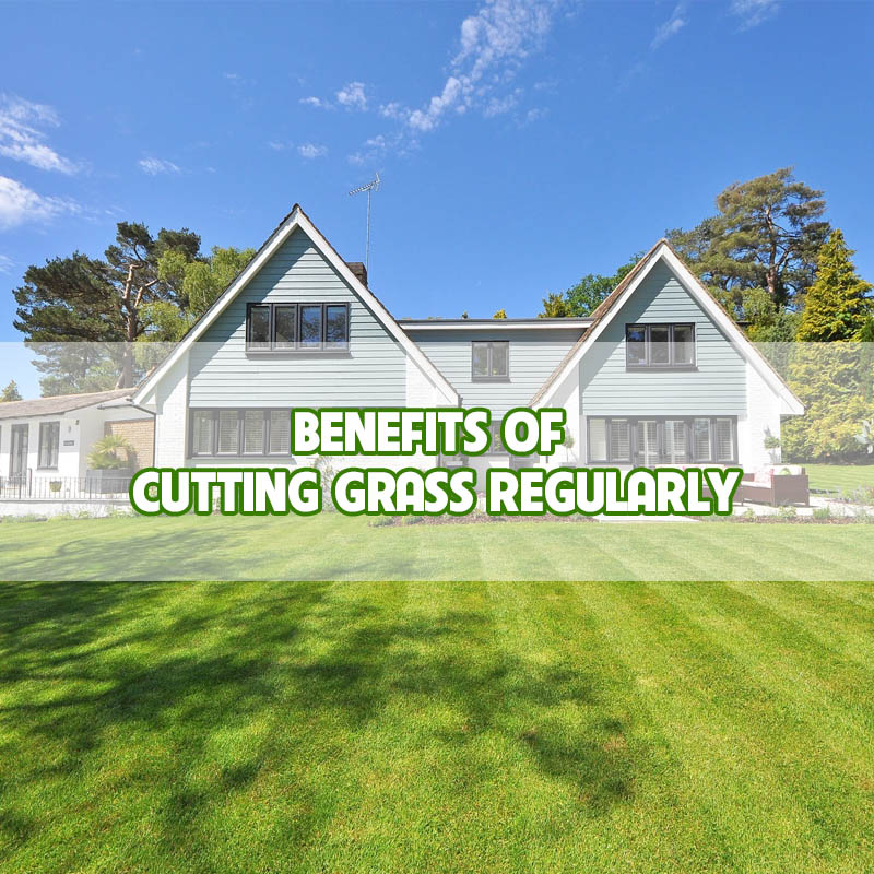benefits-of-cutting-grass-reguarly-thumbnail benefits-of-cutting-grass-reguarly-thumbnail