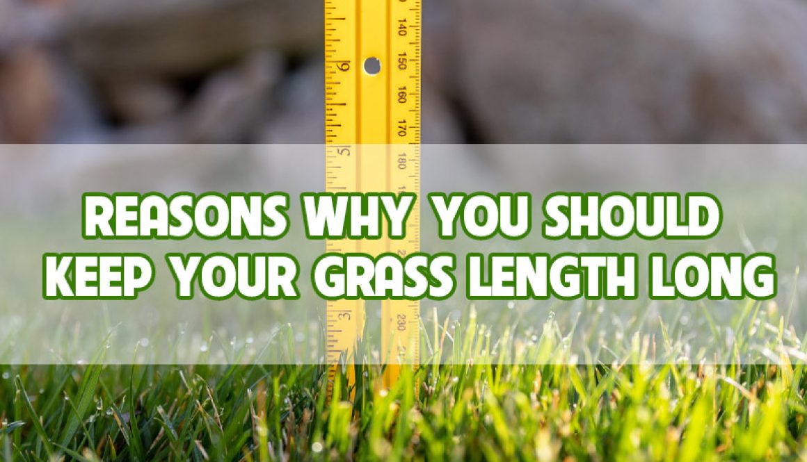 reasons-why-you-should-keep-your-grass-length