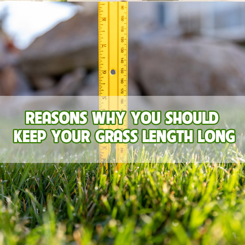reasons-why-you-should-keep-your-grass-length-long-thumbnail reasons-why-you-should-keep-your-grass-length